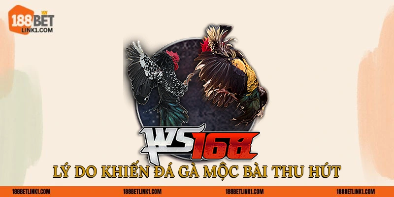 Lý do khiến đá gà Mộc Bài thu hút